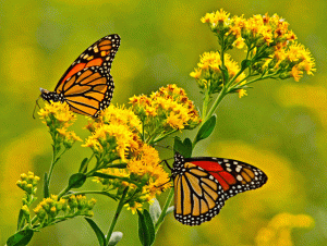 Monarch Butterflies 